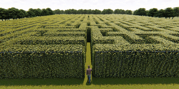 person standing at the entrance to a maze