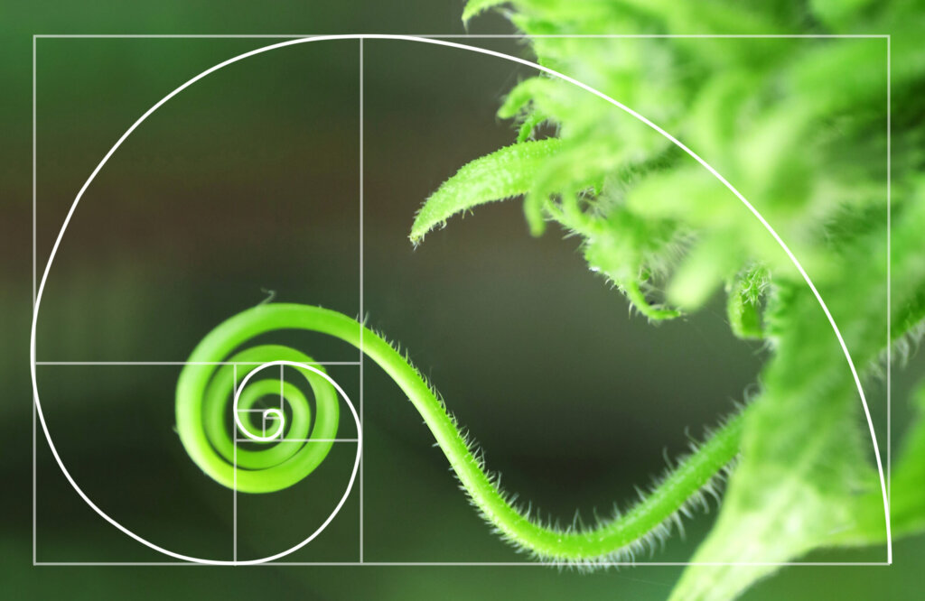 Fibonacci Sequence